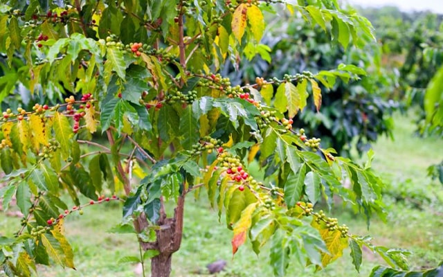 Is Kona Coffee worth the price you pay