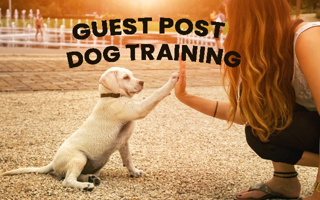 How to Submit Dog Training Guest Posting for Free/Paid
